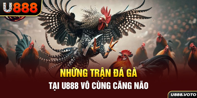 Những trận đá gà tại U888 vô cùng căng não