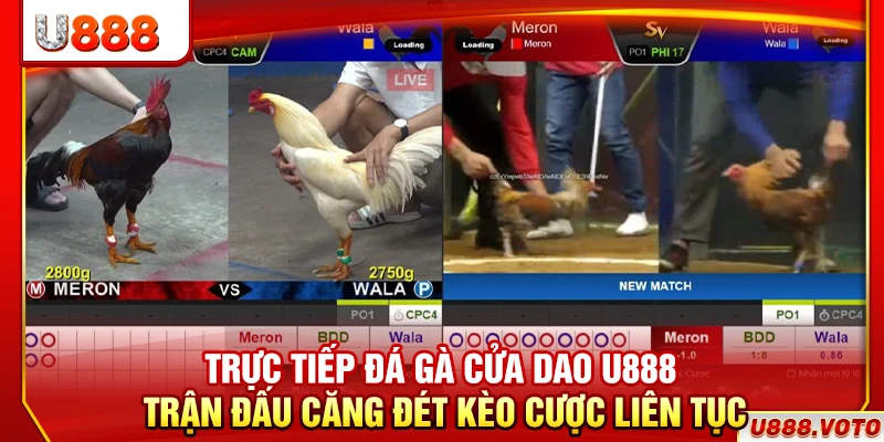 Trực Tiếp Đá Gà Cửa Dao U888 – Trận Đấu Căng Đét Kèo Liên Tục
